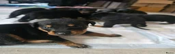 Dobermann dogs for sale: 1 girl,2 boys left!! Dobermann x Rottweiler) - Advert 10