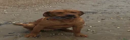 Labrador Retriever dogs for stud: KC Fox Red Labrador for Stud - Advert 8