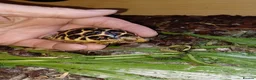 Tortoise reptiles for sale: INDIAN STAR TORTOISE BABY UK BRED AUTUMN 2025 - Advert 1