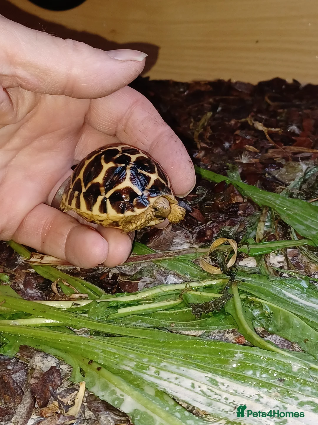Tortoise reptiles for sale: INDIAN STAR TORTOISE BABY UK BRED AUTUMN 2025 - Advert 1