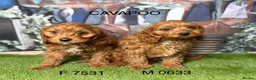 Cavapoo dogs for sale: Gorgeous Cavapoo Puppies  in Burnley - Advert 5