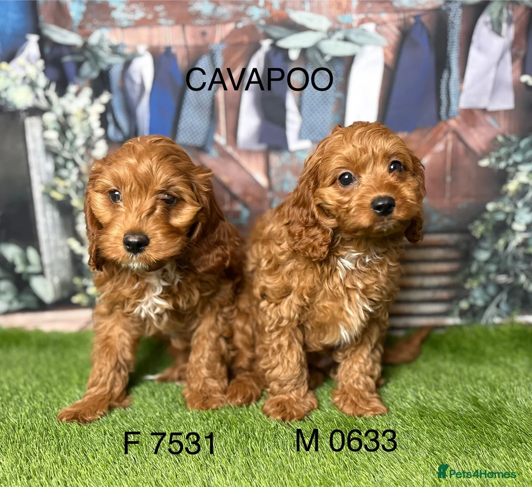 Cavapoo dogs for sale: Gorgeous Cavapoo Puppies  in Burnley - Advert 5