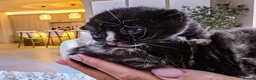 British Shorthair cats for sale: Gorgeous Kittens - Advert 10