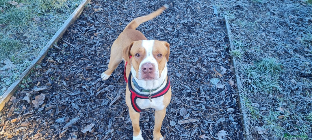 Staffordshire Bull Terrier dogs for adoption: Mortimer - Advert 4