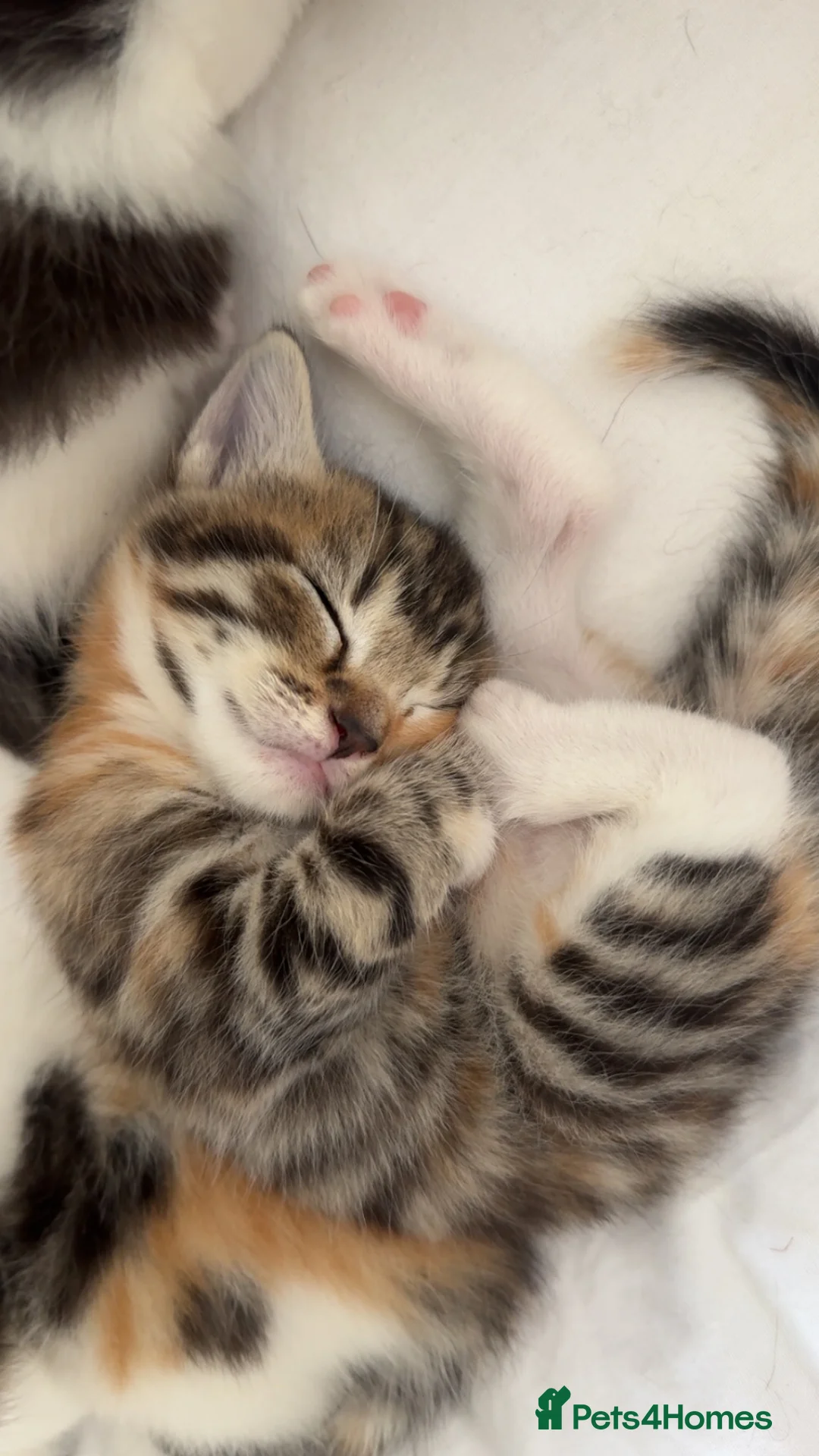 Mixed Breed cats for sale: 4 gorgeous kittens for sale  - Advert 2