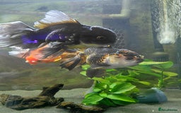 Fancy Goldfish fish for sale: Large oranda goldfish see description  - Image 5