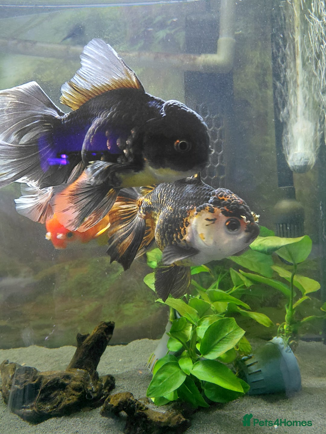 Fancy Goldfish fish for sale: Large oranda goldfish see description  - Image 5