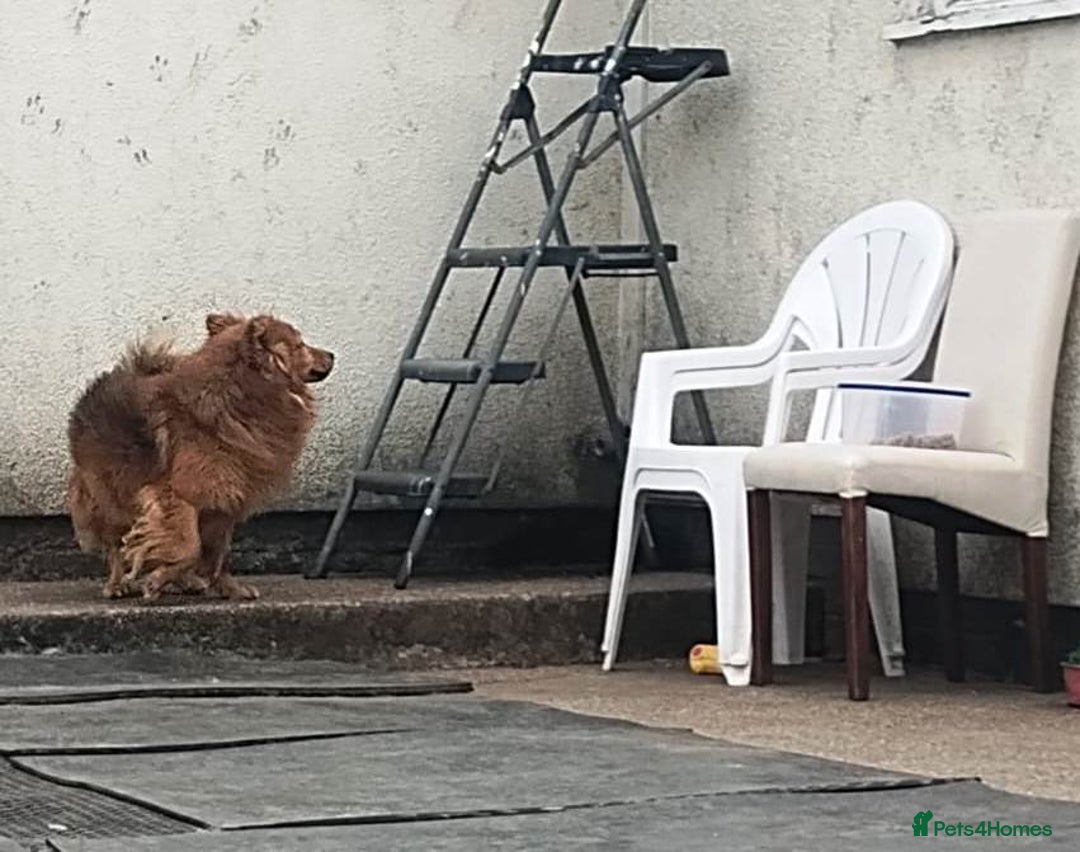 Mixed Breed dogs for adoption: MONTY – an example of Resilience and Devotion - Advert 20