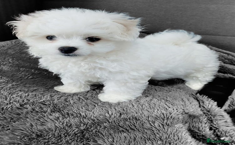 Maltipoo dogs - Advert 4