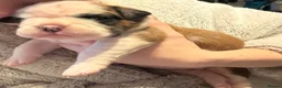 Boxer dogs for sale: Beautiful boxer puppies  - Advert 8