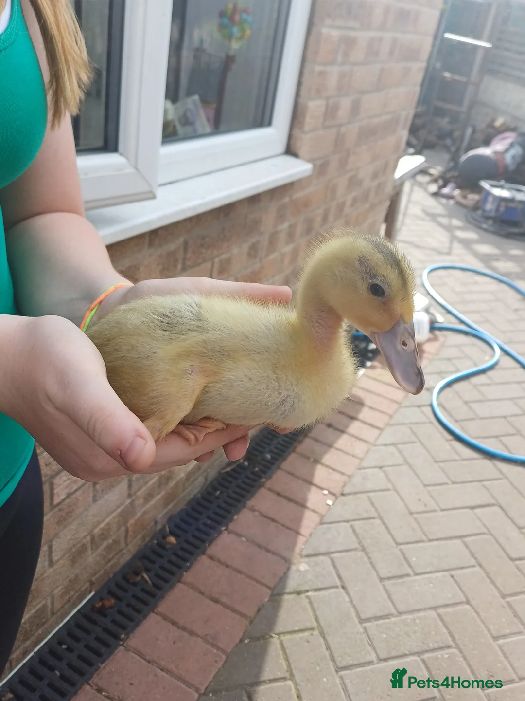 Ducks poultry for sale: Runner ducklings  - Advert 4
