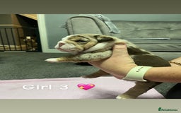 English Bulldog dogs for sale: 🐶 KC Registered English Bulldog Puppies 🐶 - Image 23