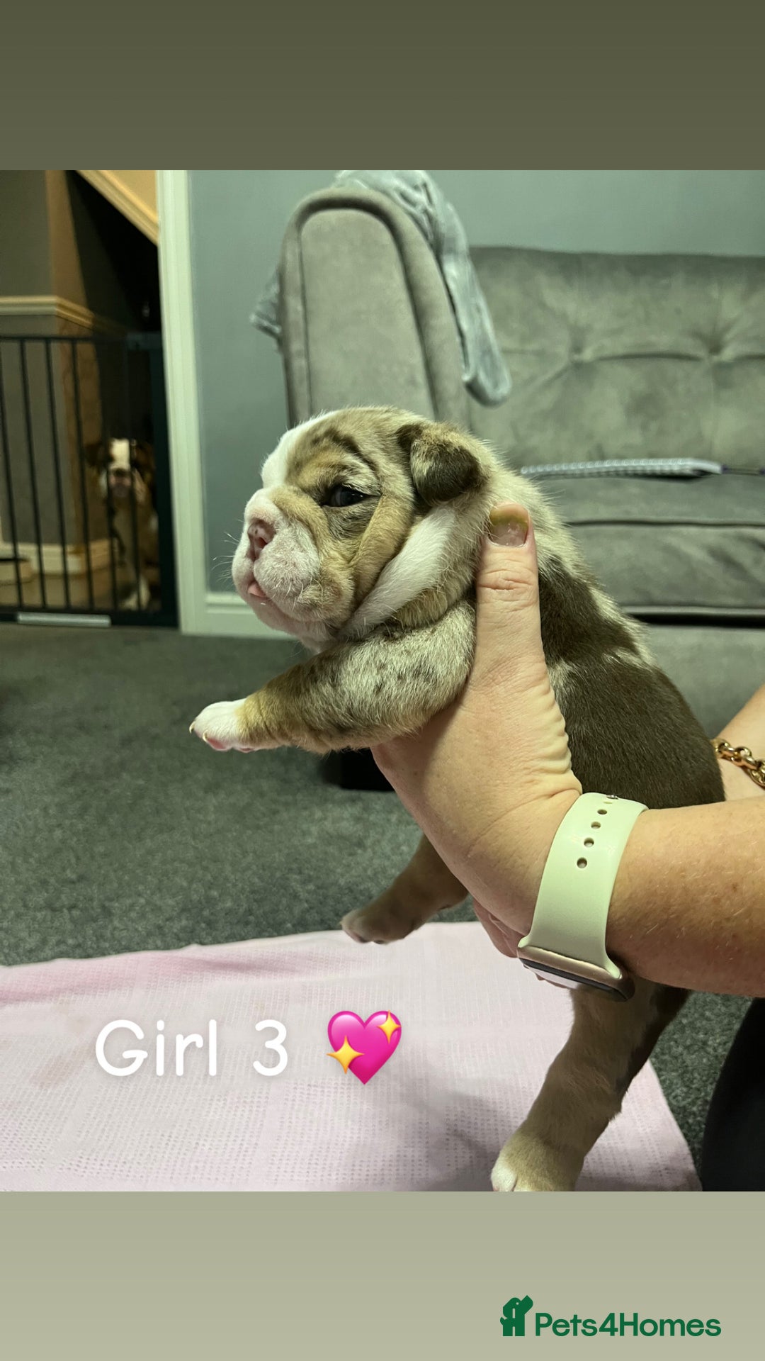 English Bulldog dogs for sale: 🐶 KC Registered English Bulldog Puppies 🐶 - Image 23