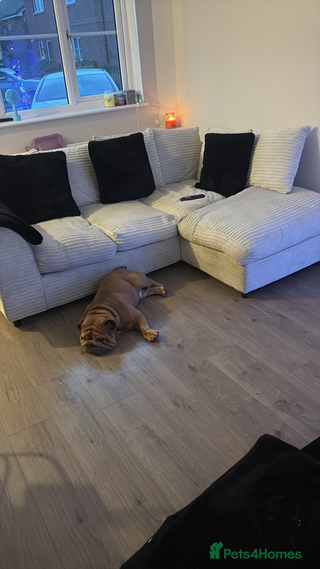 English Bulldog dogs for stud: STUD AVAILABLE  - Image 5