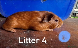 Guinea Pig rodents for sale: Baby Guinea Pigs For Sale - Image 9
