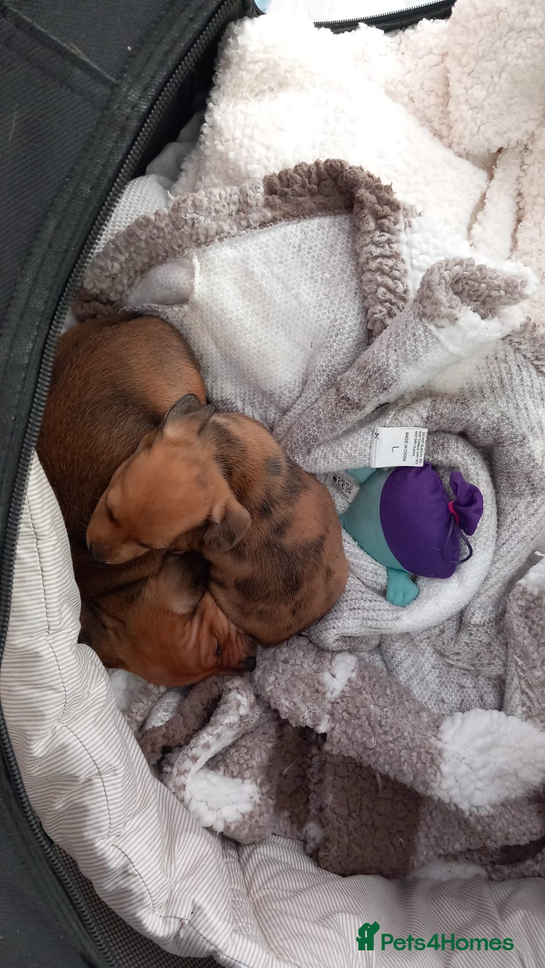 Chiweenie dogs for sale: Two beautiful puppy’s male - Advert 1