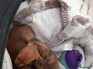 Chiweenie dogs Two beautiful puppy’s male - Advert 12