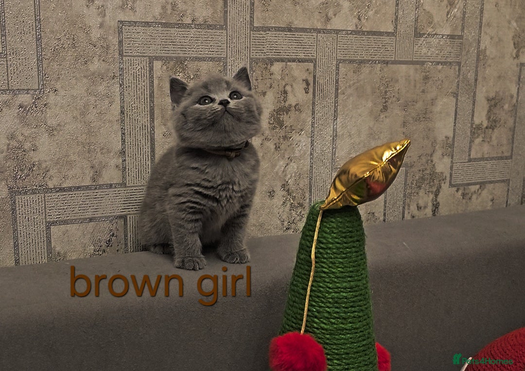 British Shorthair cats for sale: British Shorthair kitten's, GCCF pedigree - Advert 28