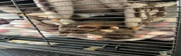 Ferret rodents for sale: 1xMale and 1xFemale Ferret in Brough - Advert 1