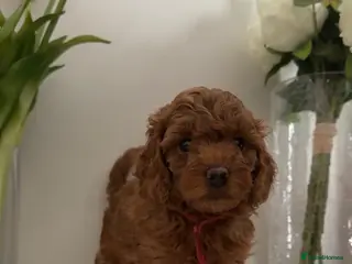 Cavapoo dogs Stunning f1b cavapoos - DNA tested parents - Advert 19