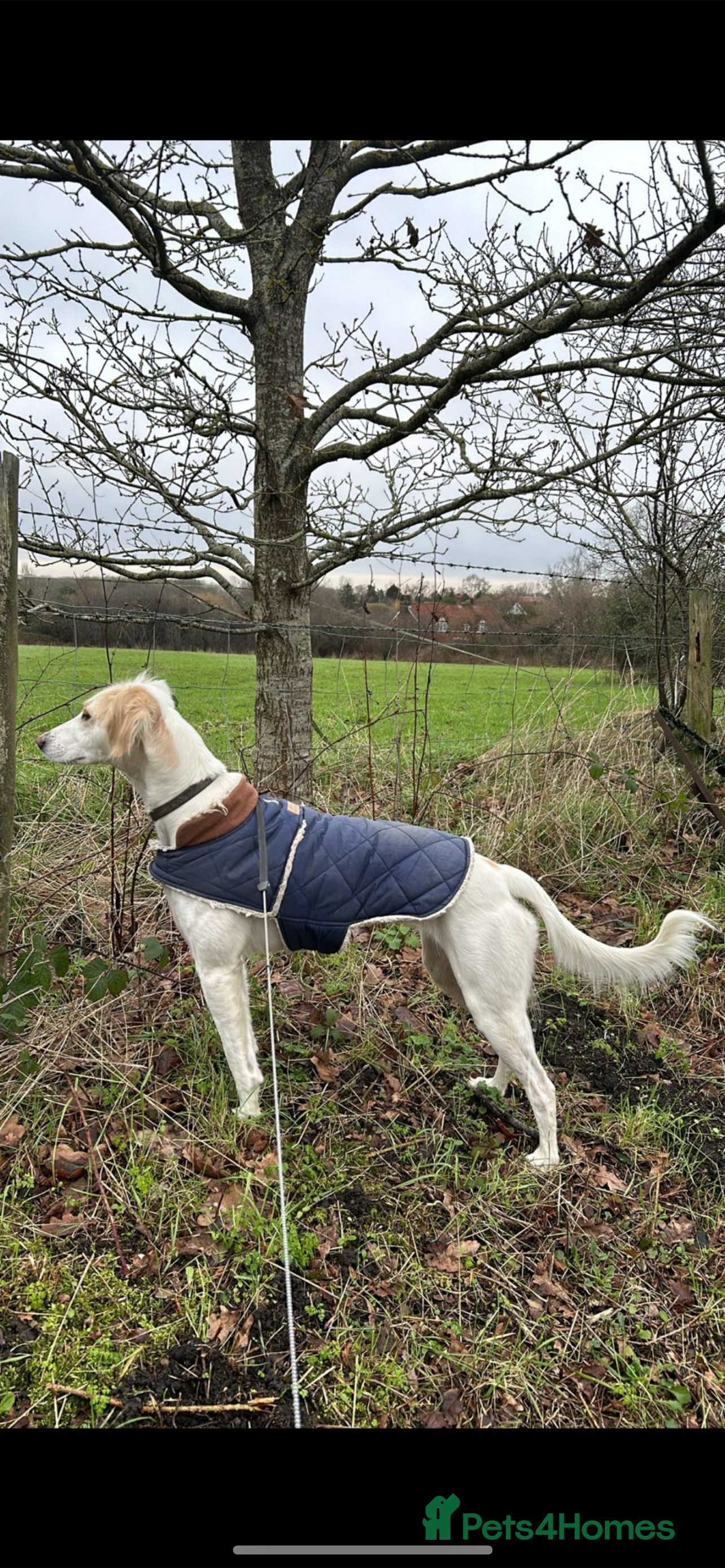 Mixed Breed dogs Saluki/greyhound puppies  - Advert 5