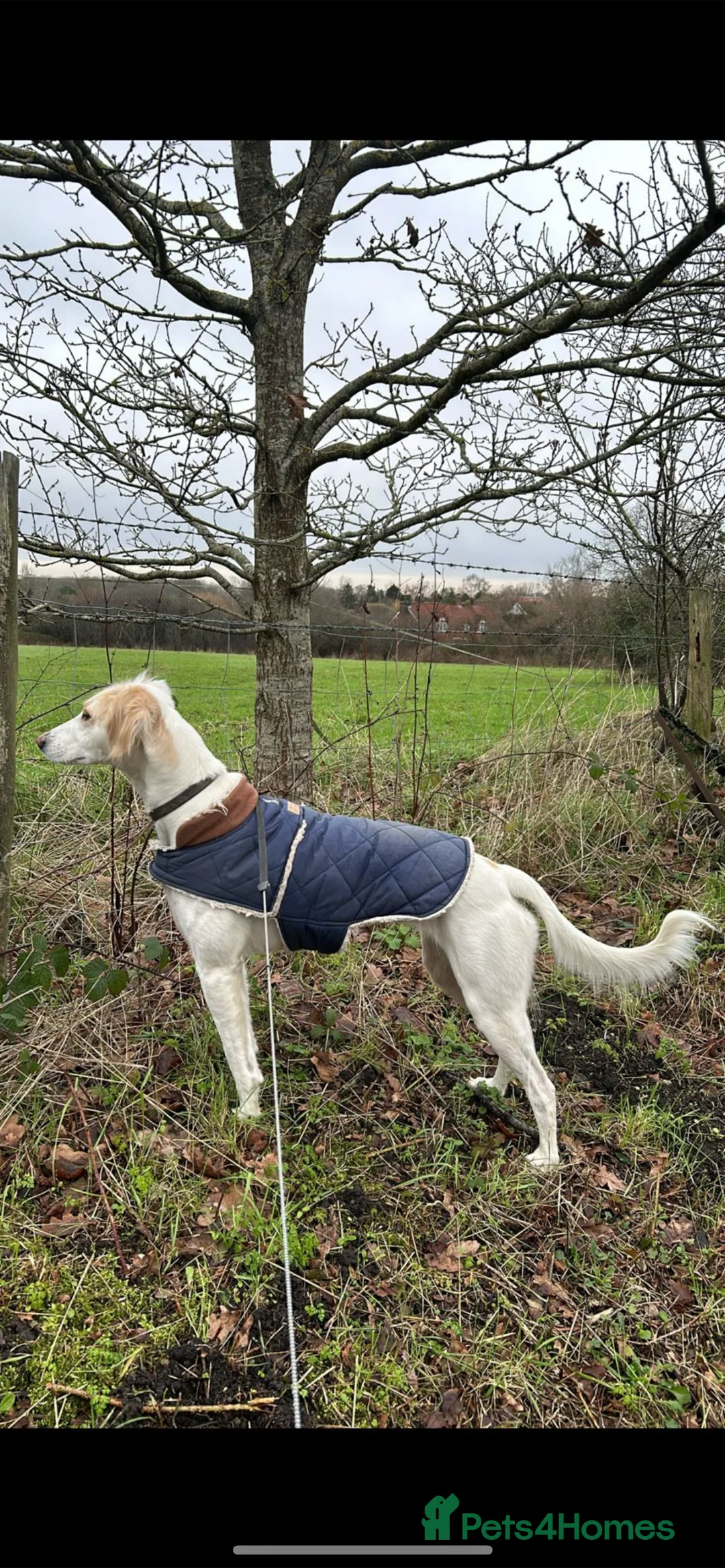 Mixed Breed dogs for sale: Saluki/greyhound puppies  - Advert 1