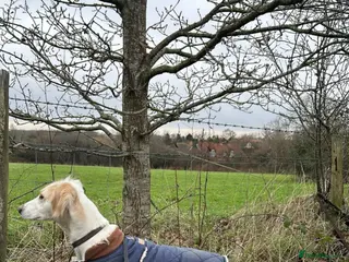 Mixed Breed dogs Saluki/greyhound puppies - Advert 5