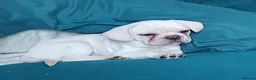 French Bulldog dogs for sale: Health clear French Bulldog puppies visual pink - Advert 27