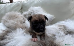 Mixed Breed dogs for sale: 🐾 Beautiful Whippet x Collie Puppies! 🐾 - Image 5