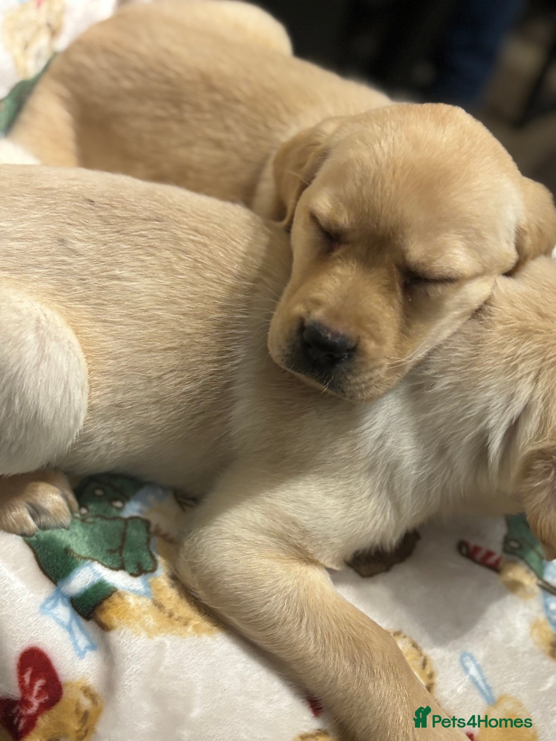 Labrador Retriever dogs for sale: Chunky Labrador Puppys Ready Now!! - Advert 9