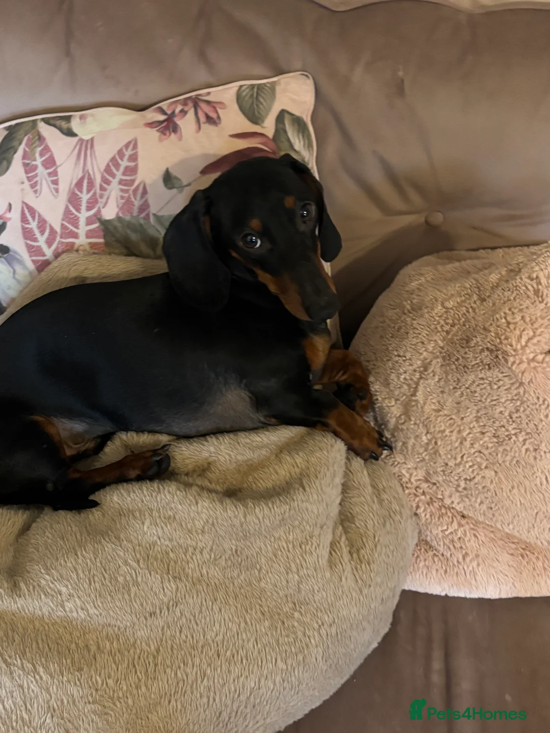 Dachshund dogs for sale: Male dautchund puppy  - Advert 3