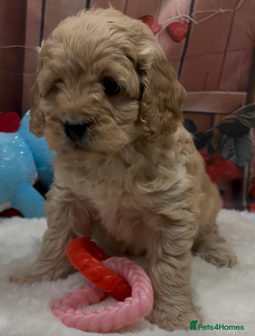 Cockapoo dogs for sale: Beautiful cockapoo  - Advert 8