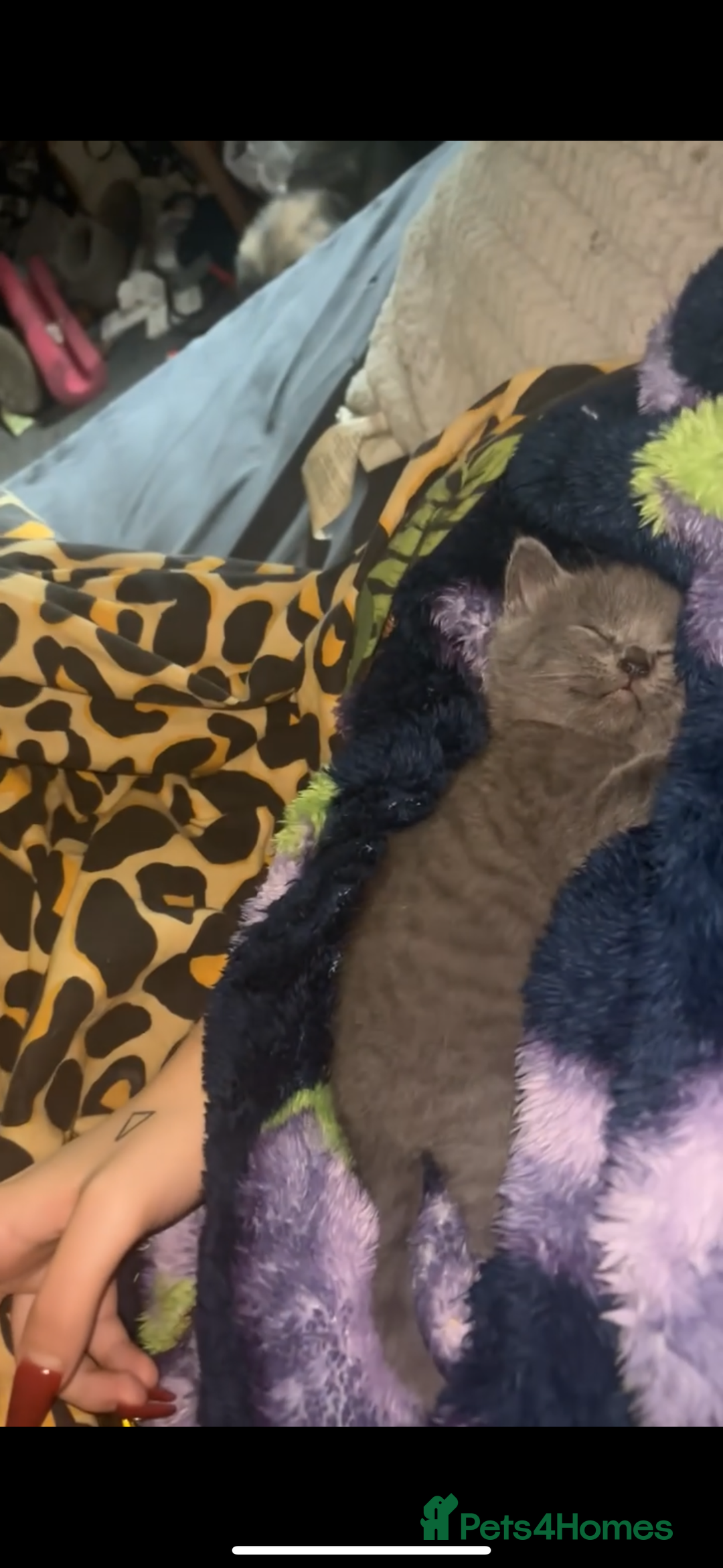 British Shorthair cats for sale: Cross British shorthair MALE ONLY ready!!!❌❌❌❌ - Image 4