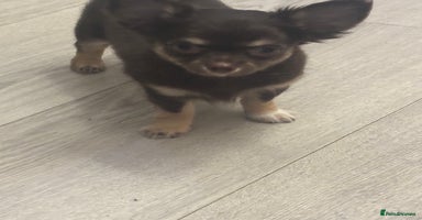 Chihuahua dogs - Advert 3