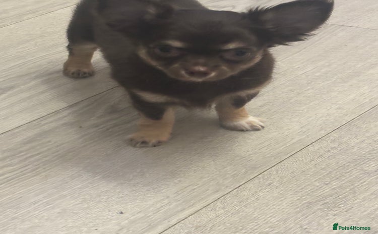 Chihuahua dogs - Advert 9