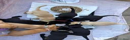 Labrador Retriever dogs for sale: Labrador puppies for sale. 1 golden boy left now. - Advert 13