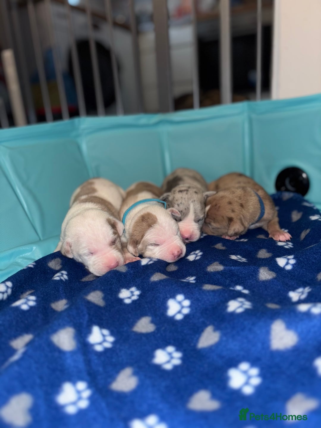 Mixed Breed dogs for sale: American Bulldog X Mastiff mix  - Image 20