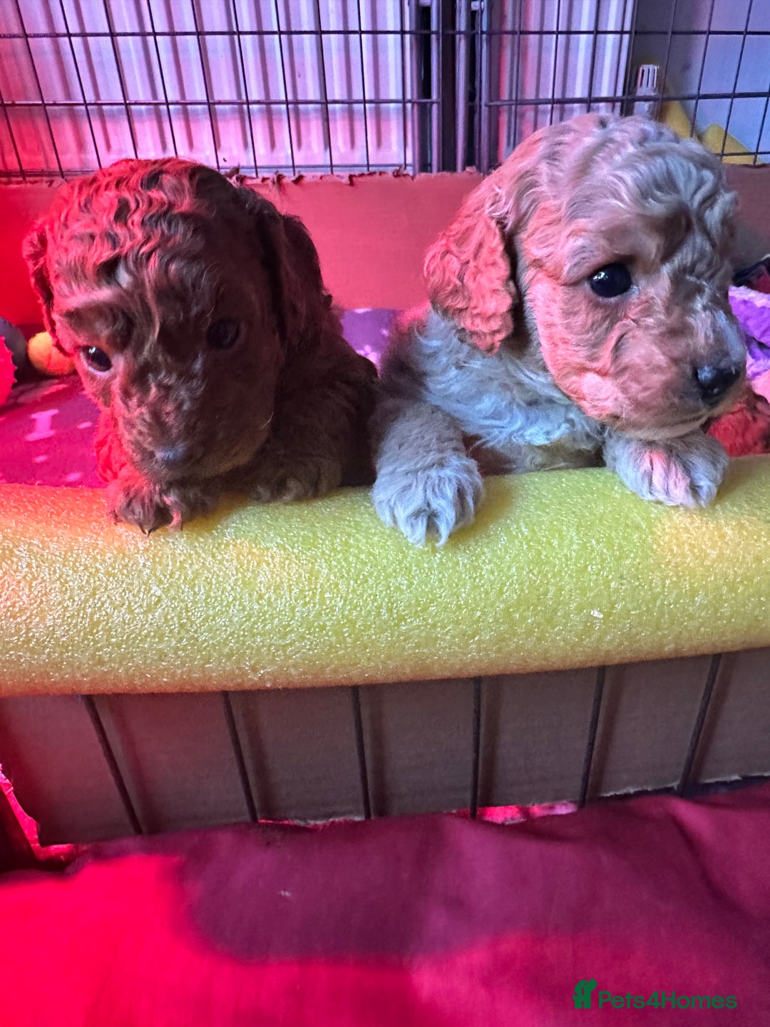 Cockapoo dogs for sale: Cockapoo puppies - Image 11