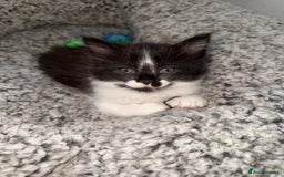 Maine Coon cats for sale: MaineCoon Female Kitten 🩷 - Image 3