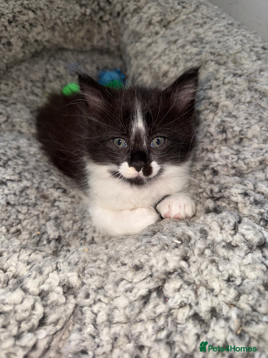 Maine Coon cats for sale: MaineCoon Female Kitten 🩷 - Image 3