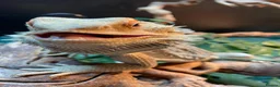 Bearded Dragon reptiles for sale: Bearded Dragon 2YO in London - Advert 2