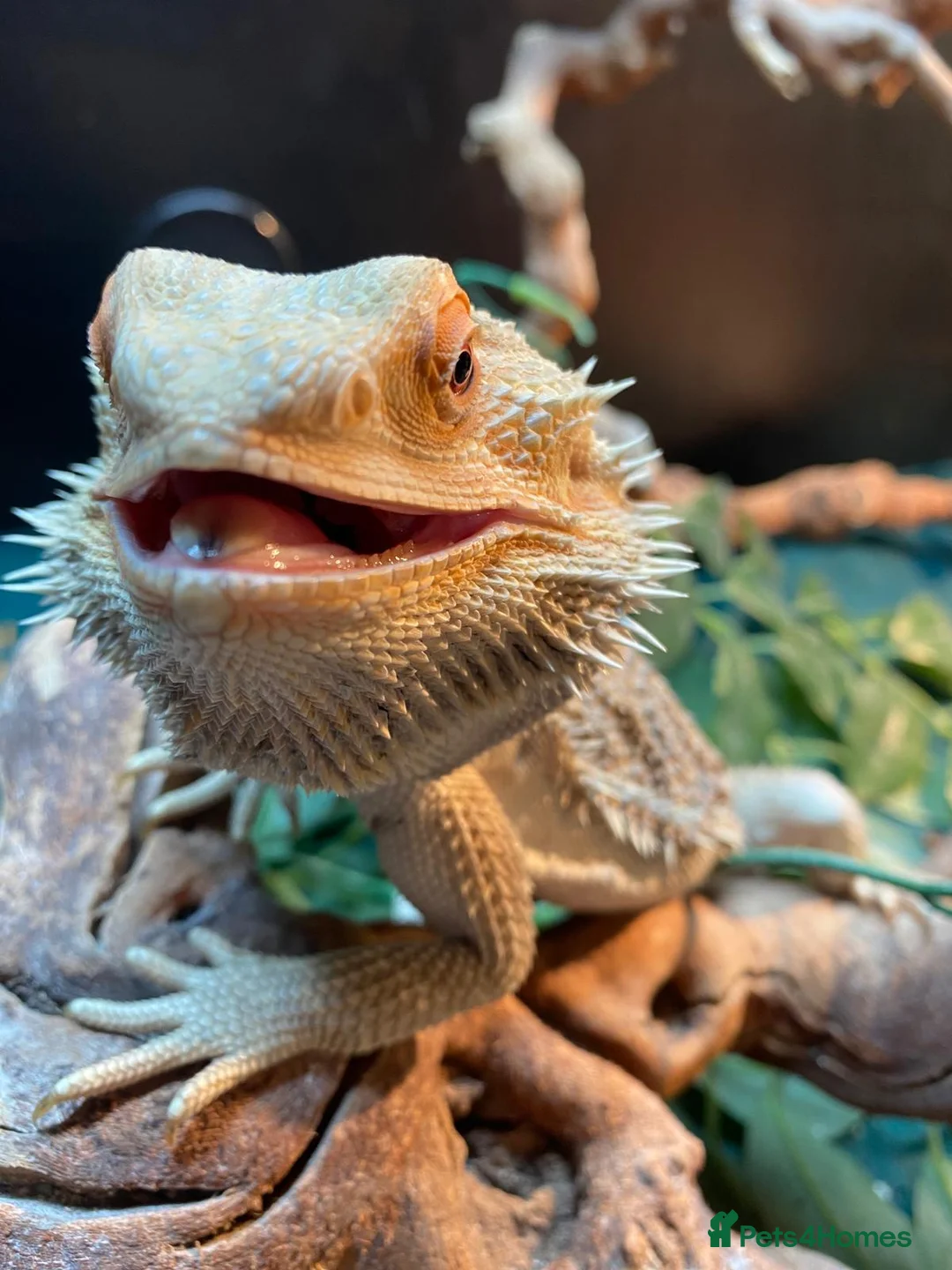 Bearded Dragon reptiles for sale: Bearded Dragon 2YO in London - Advert 2