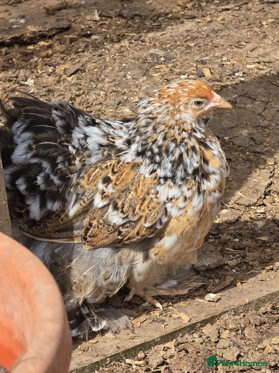 Chickens poultry for sale: Pekin Bantam pullets - Advert 15