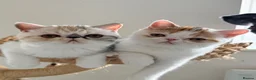 Exotic cats for sale: Gorgeous GCCF reg. kittens from Champions parents  - Advert 34