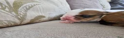 English Bulldog dogs for sale: British bulldog pups in Ammanford - Advert 3