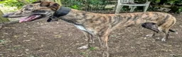 Lurcher dogs for adoption: ACE - young male lurcher in rescue - Advert 2
