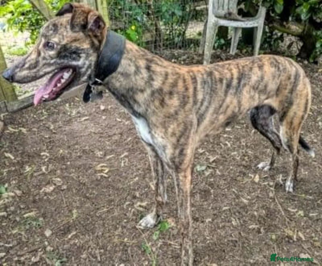 Lurcher dogs for adoption: ACE - young male lurcher in rescue - Advert 2