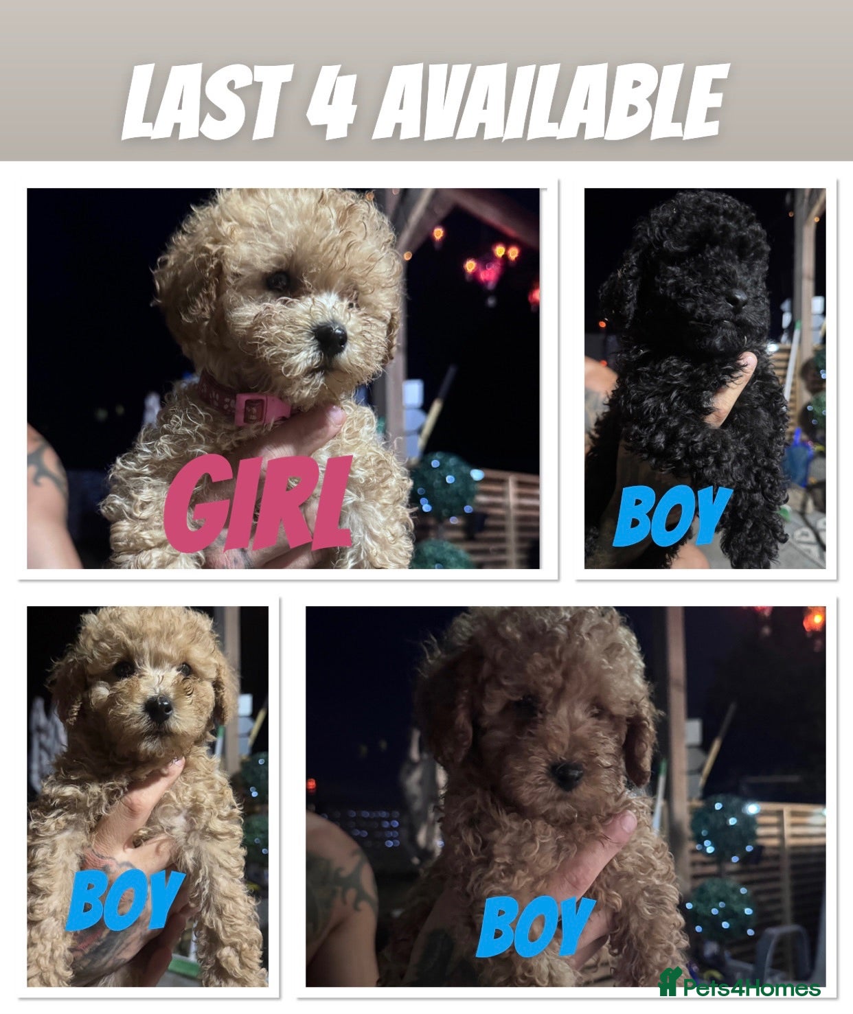 Toy Poodle dogs Beautiful Toy Poodle Puppies ❤️🐾🐩 READY NOW! - Advert 2