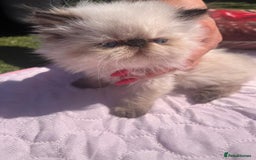 Persian cats for sale: Himalayan Persian kittens - Image 1