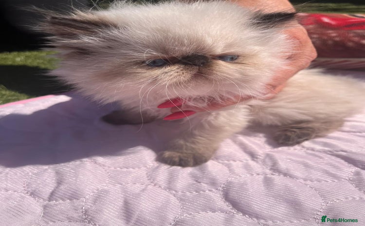 Persian cats - Advert 8